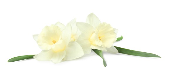 Photo of Two beautiful color daffodils isolated on white