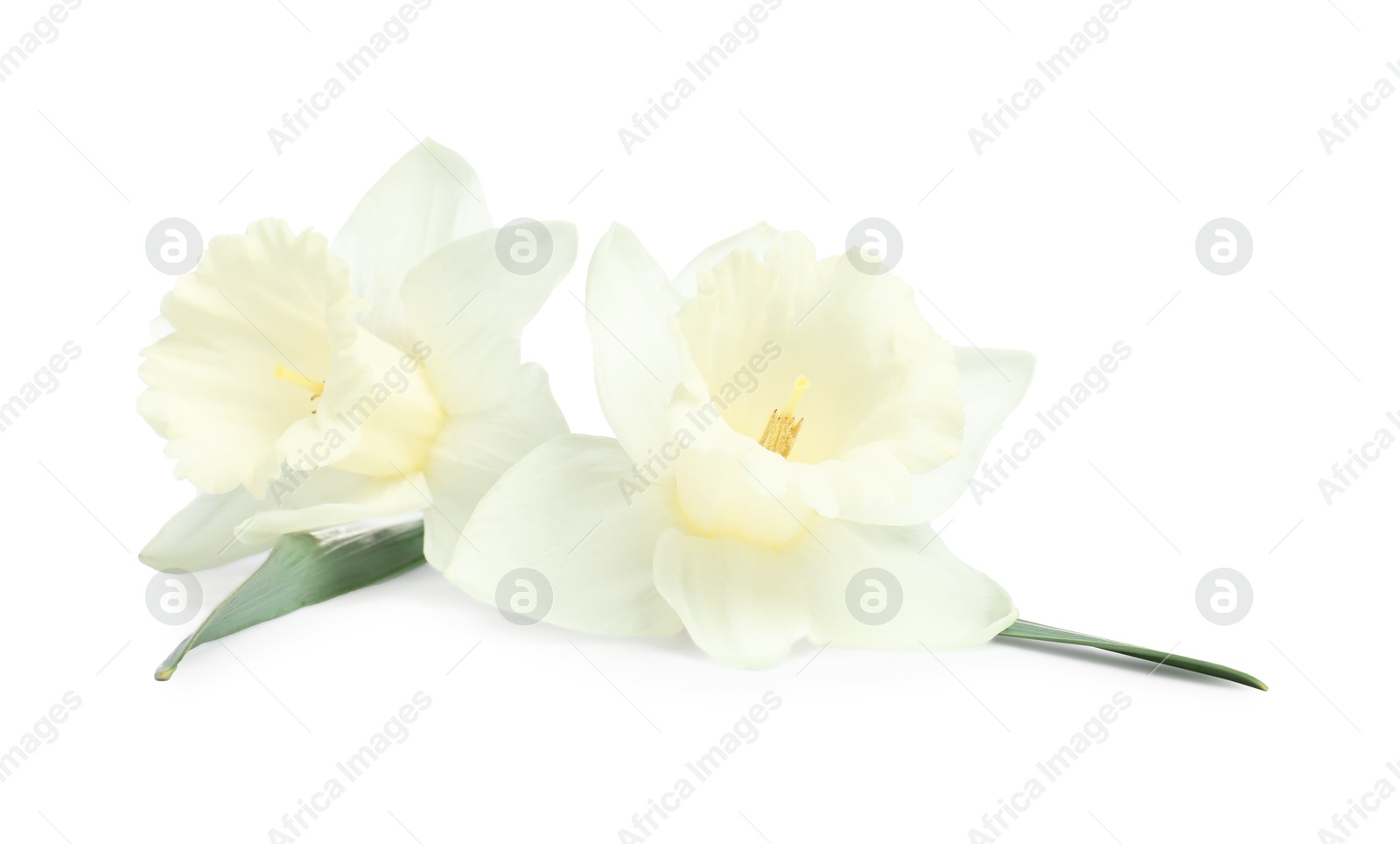 Two beautiful color daffodils isolated on white Photo of Two beautiful color daffodils isolated on white
