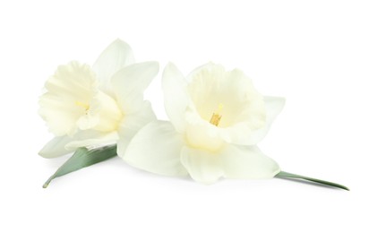 Photo of Two beautiful color daffodils isolated on white