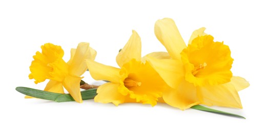 Photo of Three beautiful yellow daffodils isolated on white
