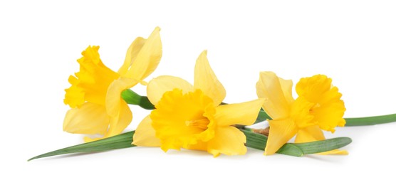 Photo of Three beautiful yellow daffodils isolated on white