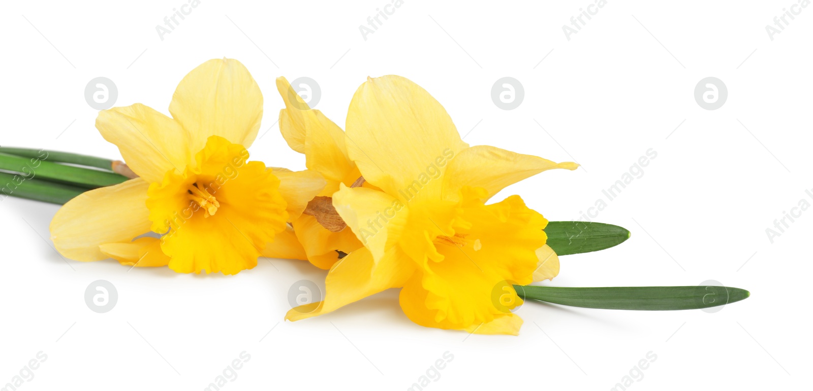 Three beautiful yellow daffodils isolated on white Photo of Three beautiful yellow daffodils isolated on white