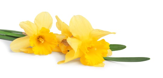 Photo of Three beautiful yellow daffodils isolated on white