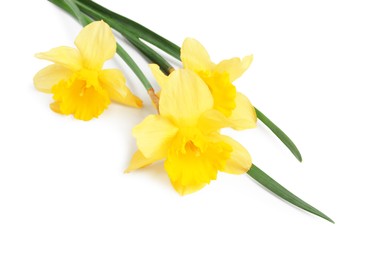 Photo of Three beautiful yellow daffodils isolated on white