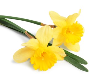 Photo of Two beautiful yellow daffodils isolated on white