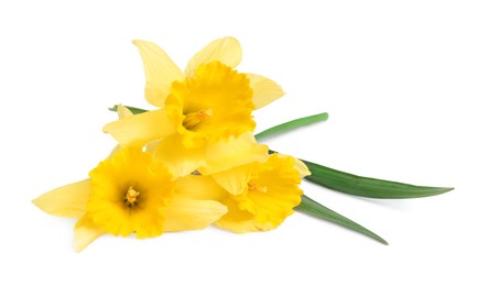 Photo of Three beautiful yellow daffodils isolated on white