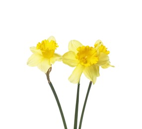 Photo of Three beautiful yellow daffodils isolated on white