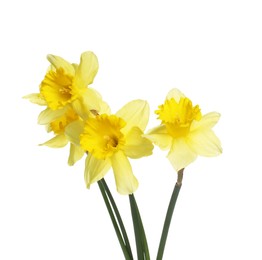 Photo of Three beautiful yellow daffodils isolated on white