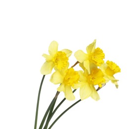 Photo of Many beautiful yellow daffodils isolated on white