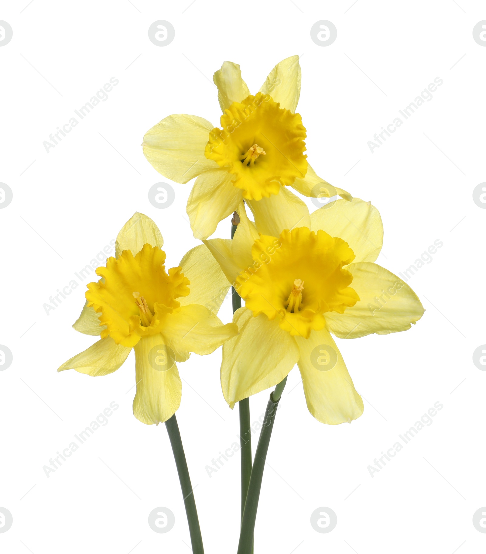Three beautiful yellow daffodils isolated on white Photo of Three beautiful yellow daffodils isolated on white