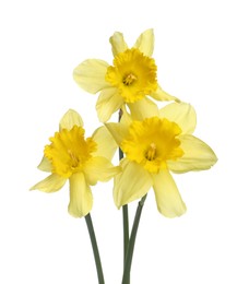Photo of Three beautiful yellow daffodils isolated on white