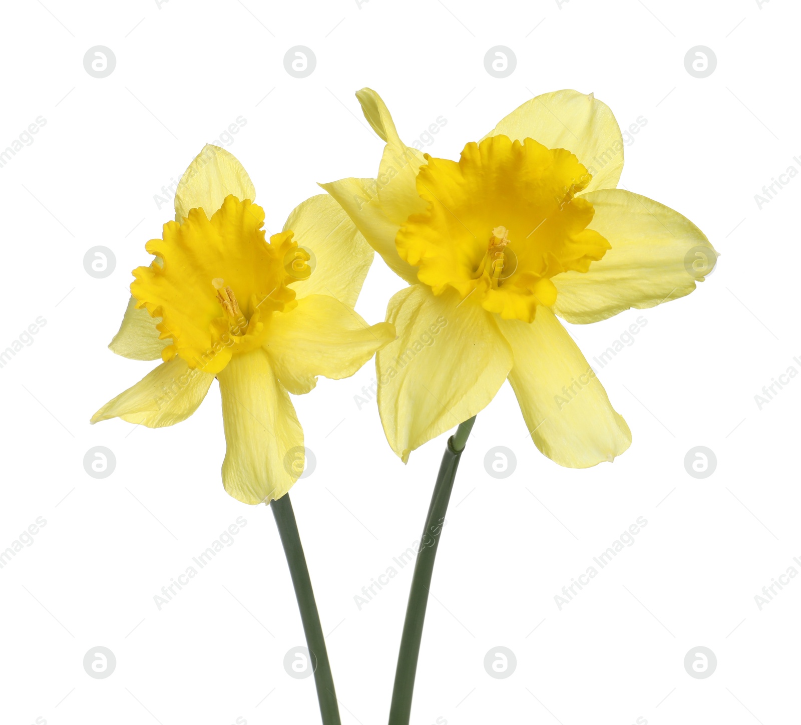 Two beautiful yellow daffodils isolated on white Photo of Two beautiful yellow daffodils isolated on white