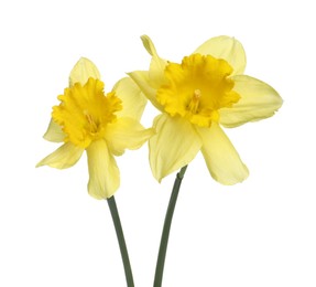 Photo of Two beautiful yellow daffodils isolated on white