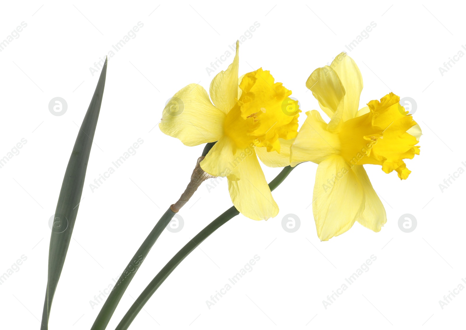 Two beautiful yellow daffodils isolated on white Photo of Two beautiful yellow daffodils isolated on white