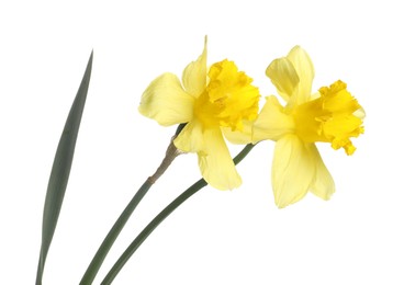 Photo of Two beautiful yellow daffodils isolated on white