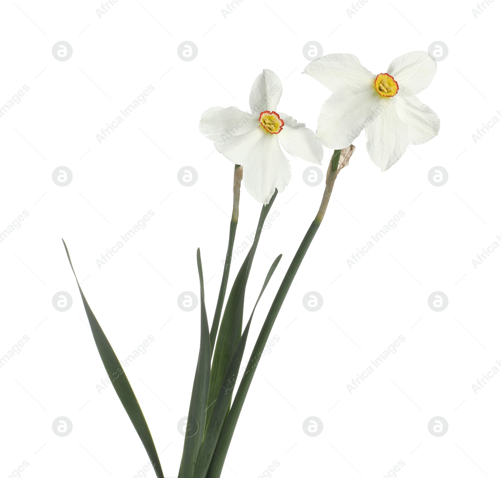 Two beautiful color daffodils isolated on white Photo of Two beautiful color daffodils isolated on white