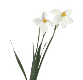 Photo of Two beautiful color daffodils isolated on white