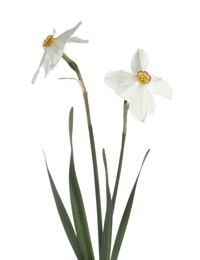 Photo of Two beautiful color daffodils isolated on white