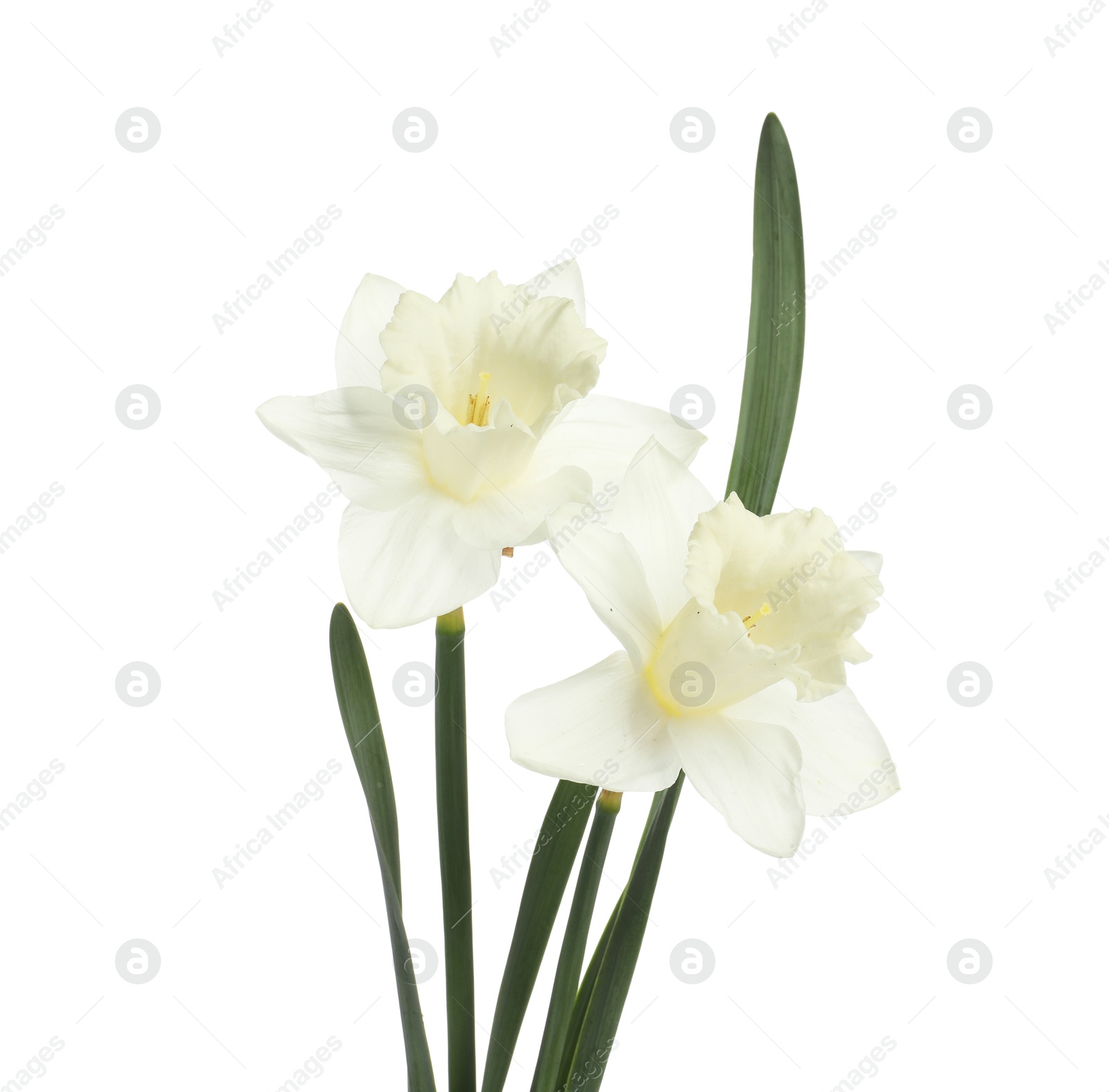 Two beautiful color daffodils isolated on white Photo of Two beautiful color daffodils isolated on white