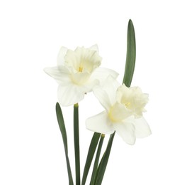 Photo of Two beautiful color daffodils isolated on white