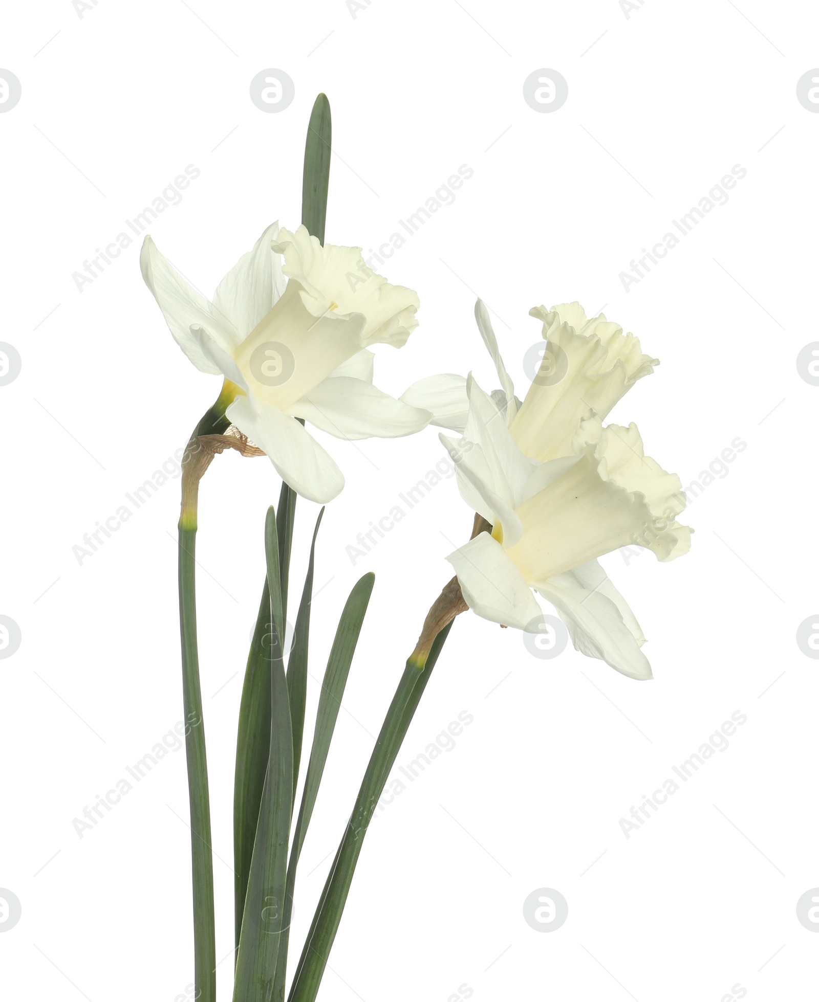 Three beautiful color daffodils isolated on white Photo of Three beautiful color daffodils isolated on white