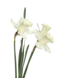 Photo of Three beautiful color daffodils isolated on white