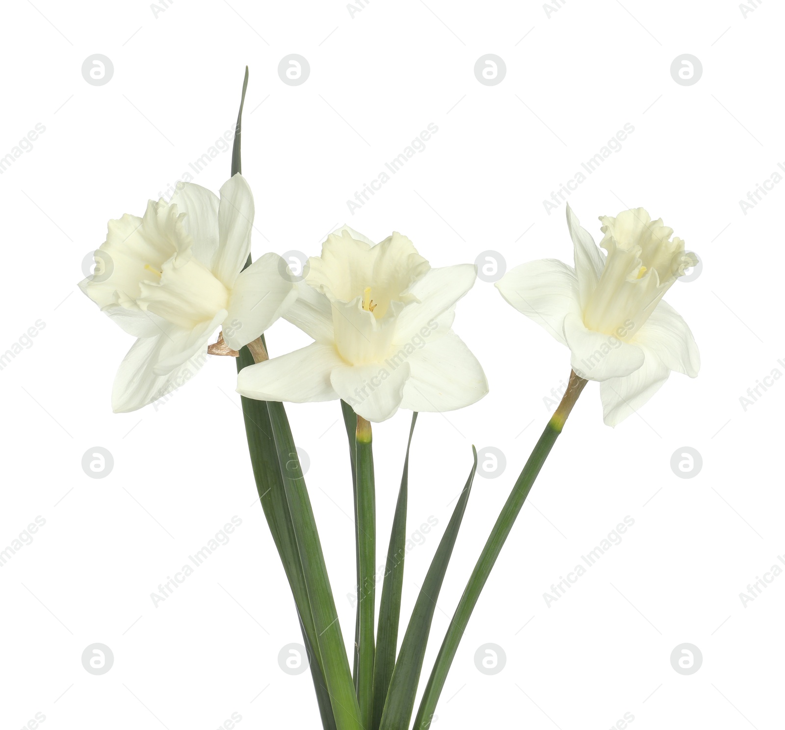 Three beautiful color daffodils isolated on white Photo of Three beautiful color daffodils isolated on white