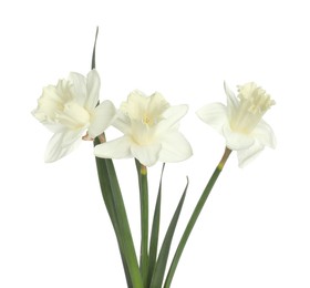 Photo of Three beautiful color daffodils isolated on white