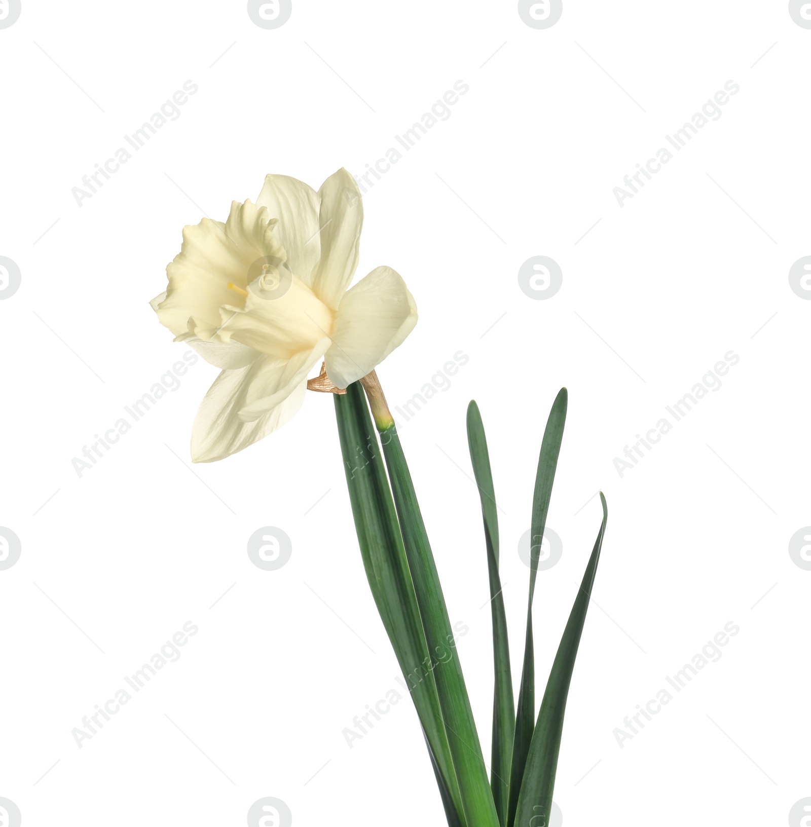 One beautiful color daffodil isolated on white Photo of One beautiful color daffodil isolated on white