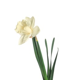 Photo of One beautiful color daffodil isolated on white