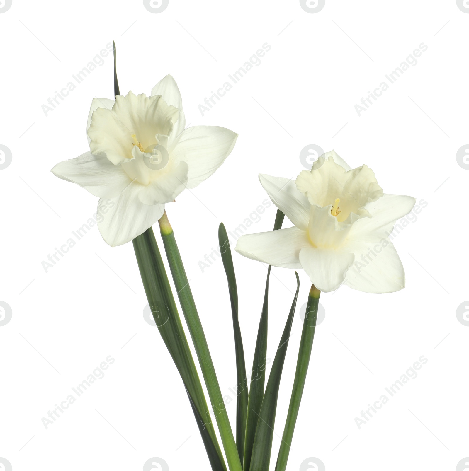 Two beautiful color daffodils isolated on white Photo of Two beautiful color daffodils isolated on white