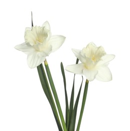 Photo of Two beautiful color daffodils isolated on white