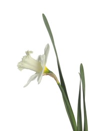 Photo of One beautiful color daffodil isolated on white