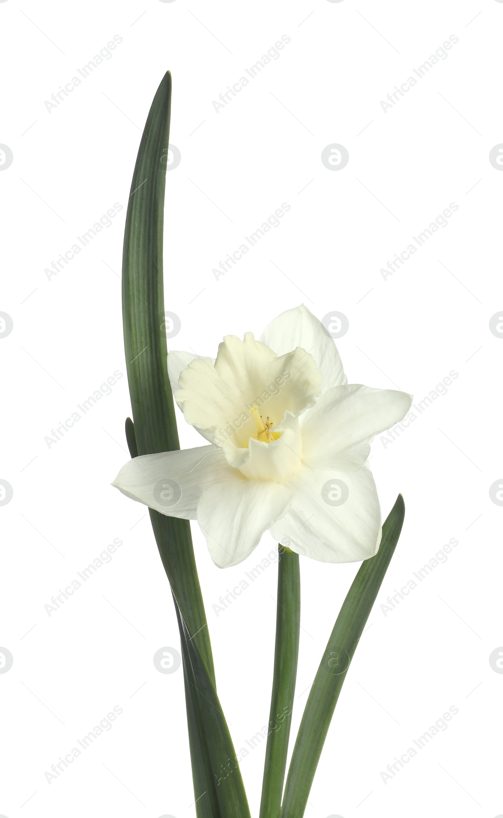 One beautiful color daffodil isolated on white Photo of One beautiful color daffodil isolated on white