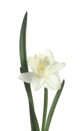 Photo of One beautiful color daffodil isolated on white