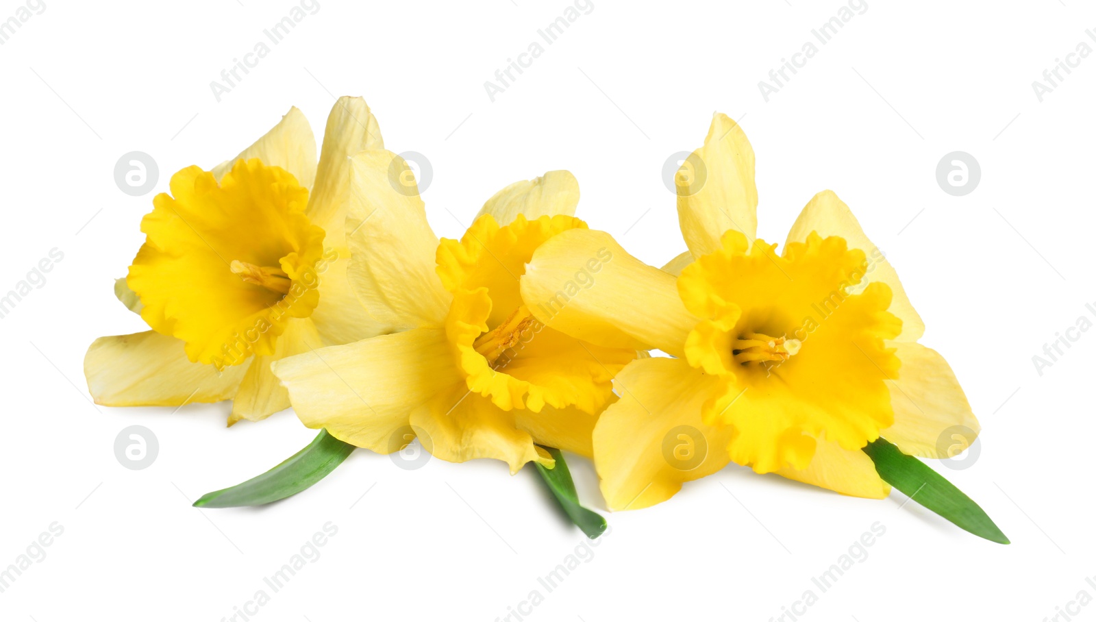 Three beautiful yellow daffodils isolated on white Photo of Three beautiful yellow daffodils isolated on white