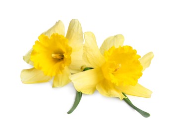 Photo of Two beautiful yellow daffodils isolated on white
