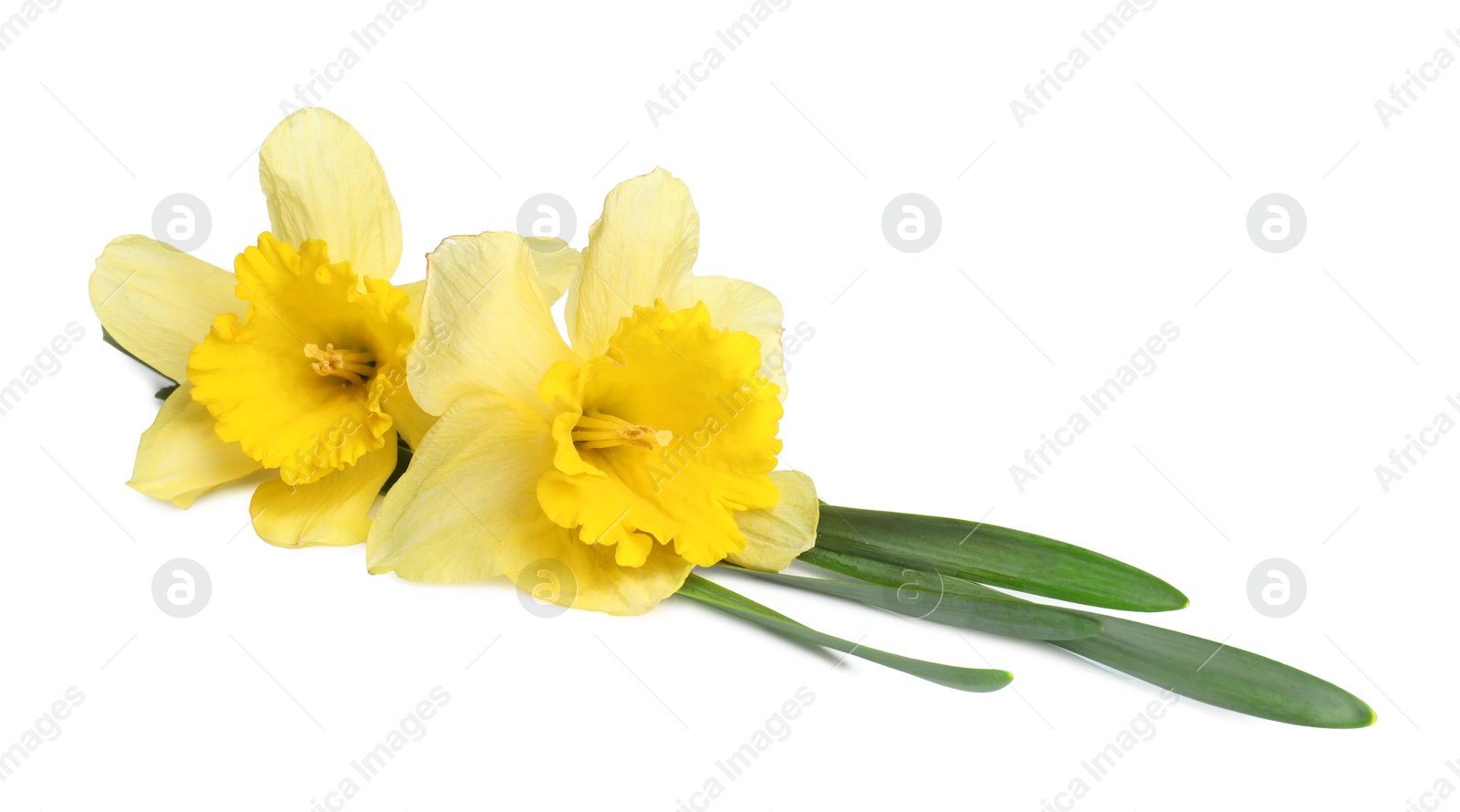 Two beautiful yellow daffodils isolated on white Photo of Two beautiful yellow daffodils isolated on white