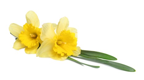 Photo of Two beautiful yellow daffodils isolated on white