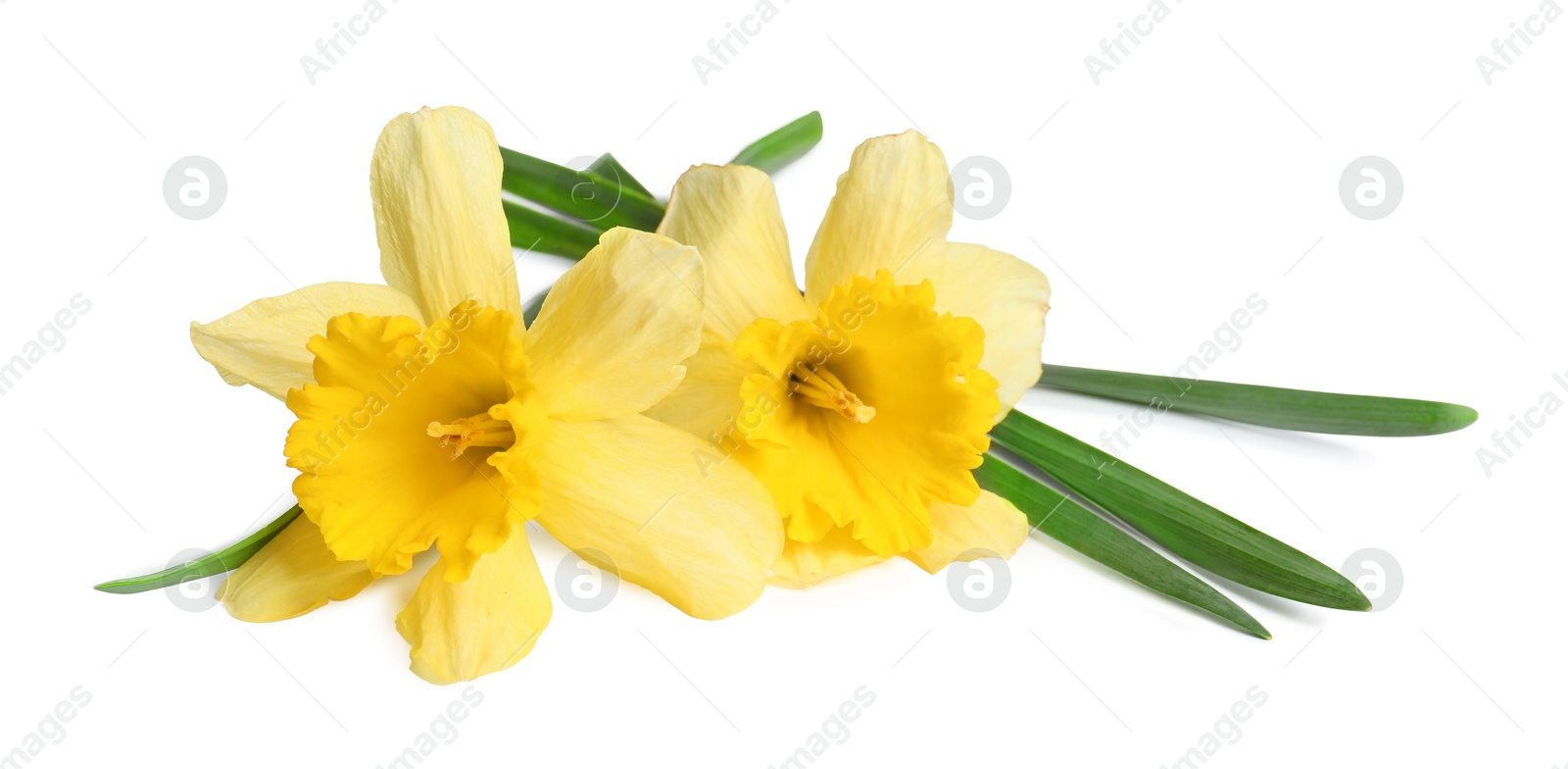 Two beautiful yellow daffodils isolated on white Photo of Two beautiful yellow daffodils isolated on white