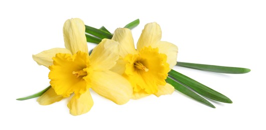 Photo of Two beautiful yellow daffodils isolated on white