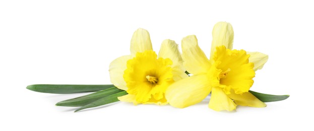 Photo of Two beautiful yellow daffodils isolated on white