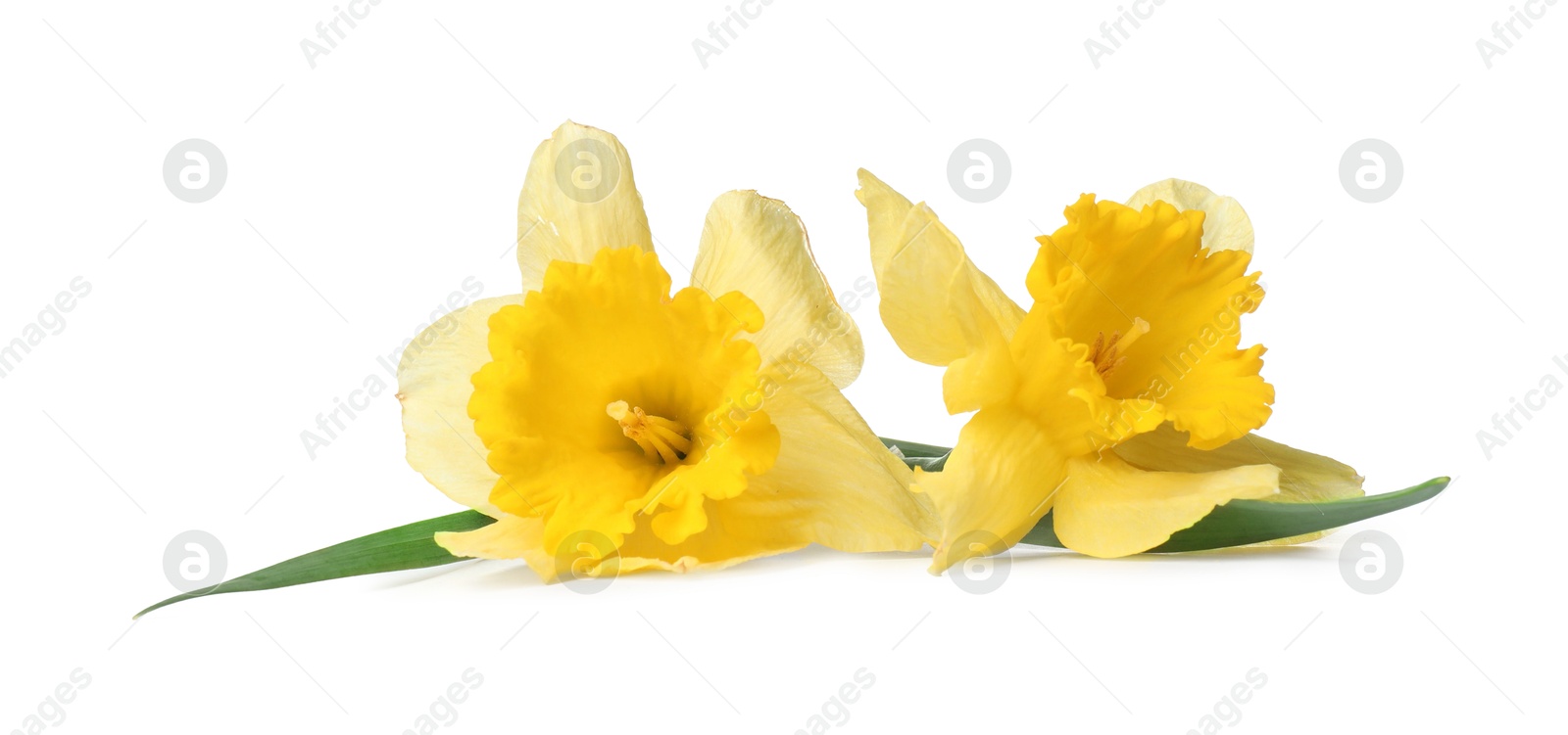 Two beautiful yellow daffodils isolated on white Photo of Two beautiful yellow daffodils isolated on white