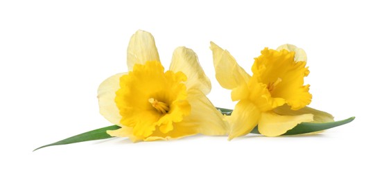 Photo of Two beautiful yellow daffodils isolated on white