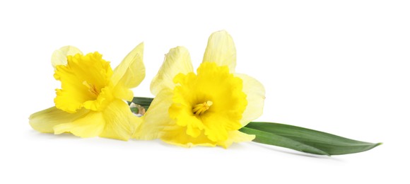Photo of Two beautiful yellow daffodils isolated on white