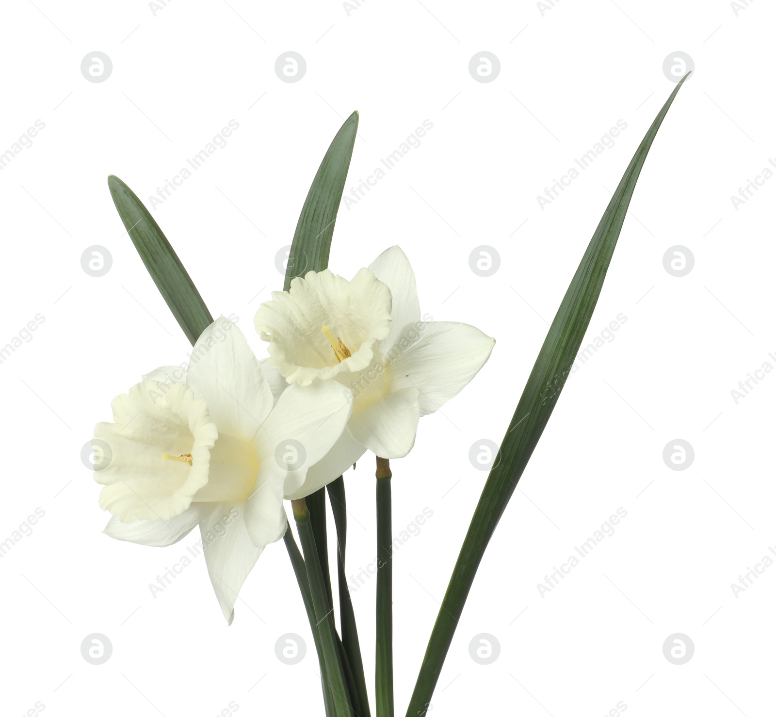 Beautiful daffodils with leaves isolated on white Photo of Beautiful daffodils with leaves isolated on white