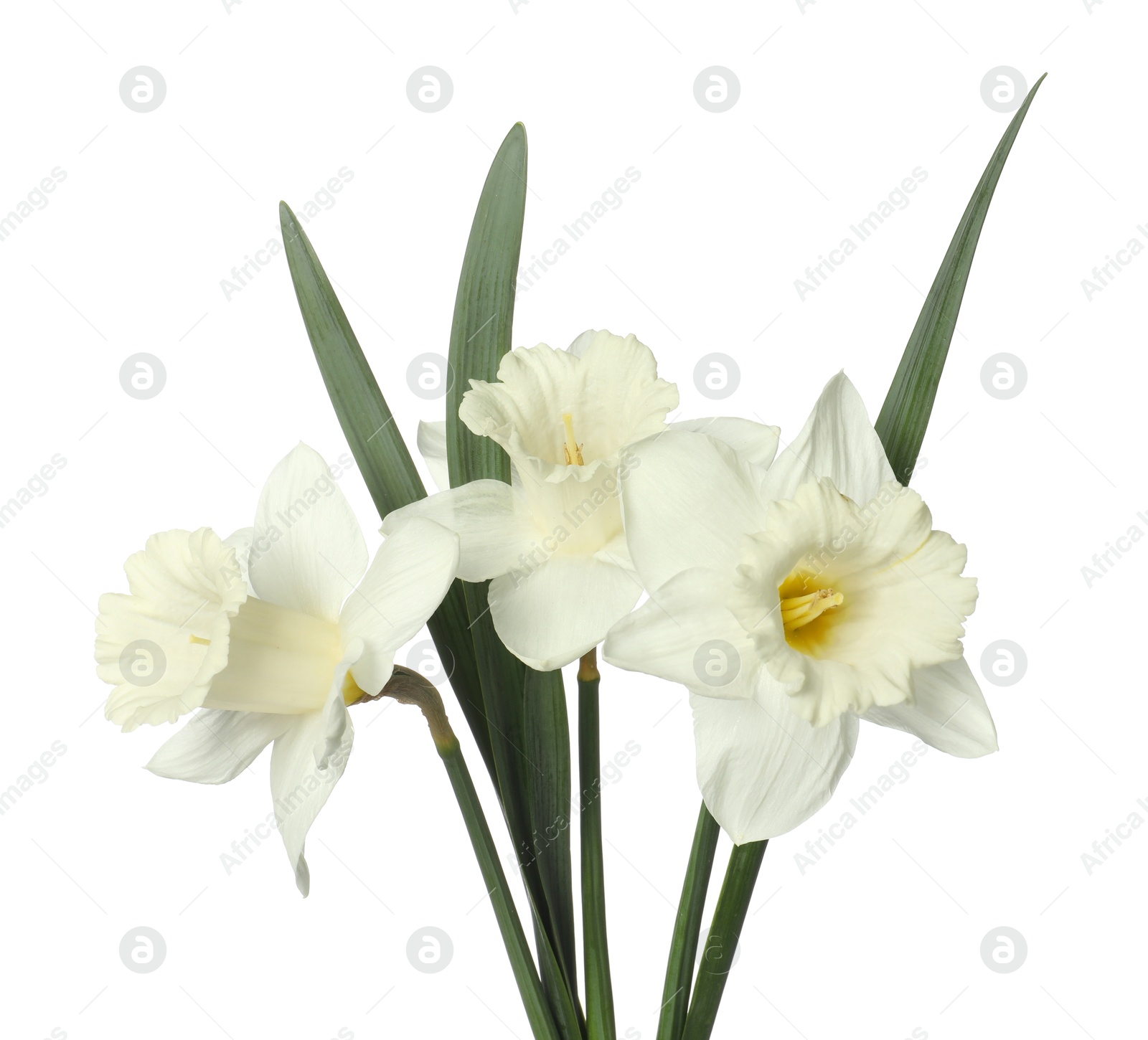 Beautiful daffodils with leaves isolated on white Photo of Beautiful daffodils with leaves isolated on white