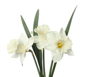 Photo of Beautiful daffodils with leaves isolated on white