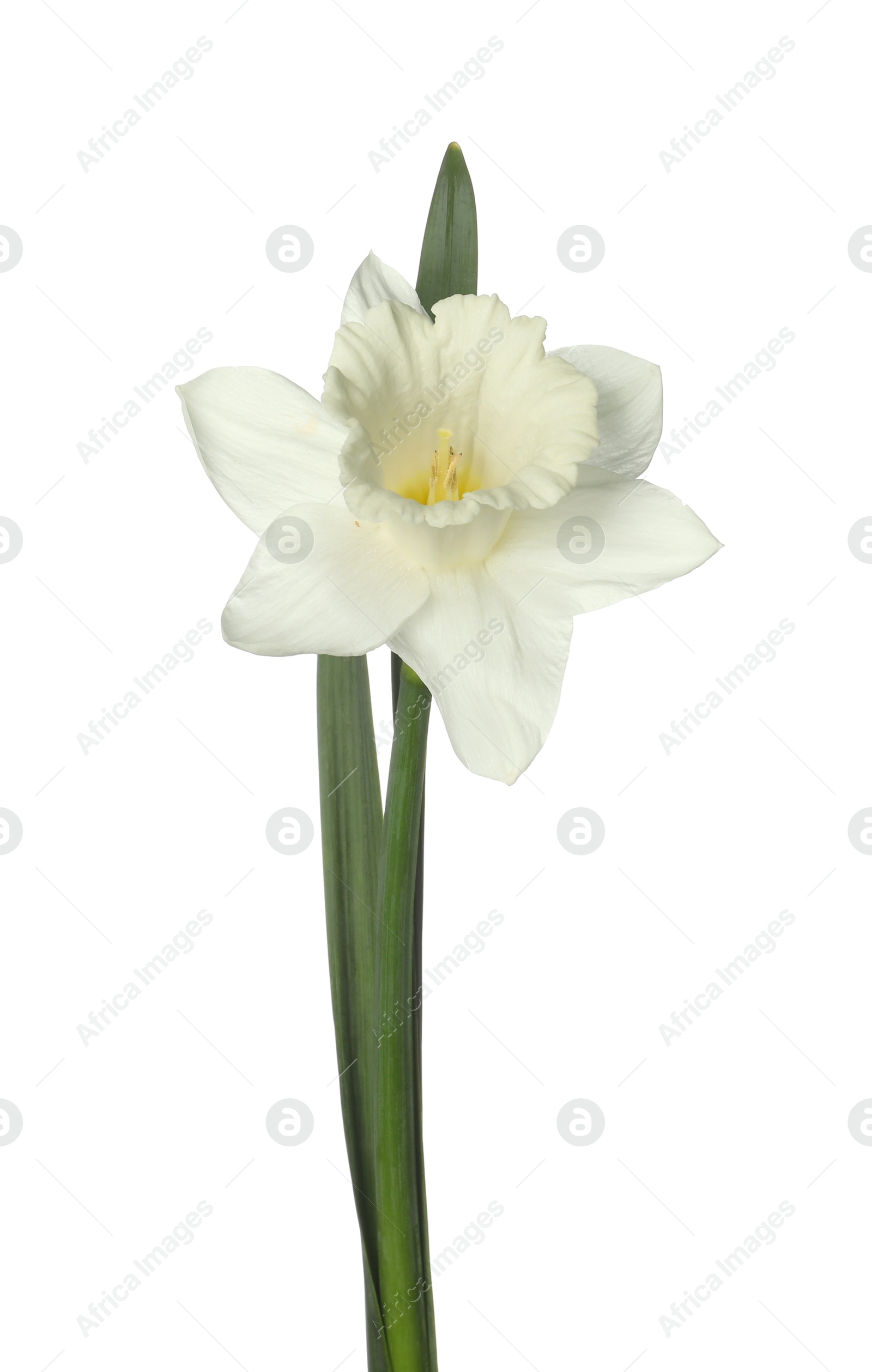 One beautiful daffodil with leaves isolated on white Photo of One beautiful daffodil with leaves isolated on white