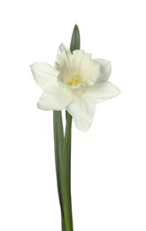 Photo of One beautiful daffodil with leaves isolated on white